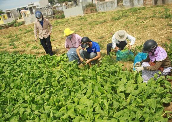 Nông dân hái rau hỗ trợ các khu cách ly ở Quảng Ngãi ảnh 7