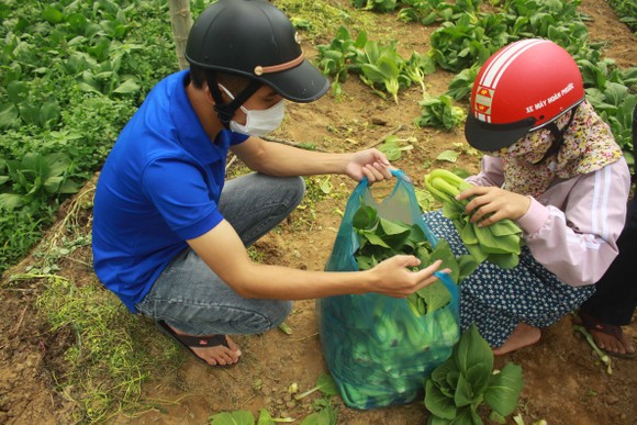 Nông dân hái rau hỗ trợ các khu cách ly ở Quảng Ngãi ảnh 8