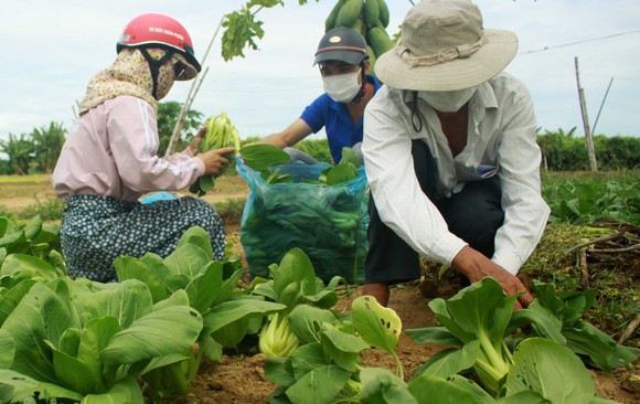 Nông dân hái rau hỗ trợ các khu cách ly ở Quảng Ngãi ảnh 2