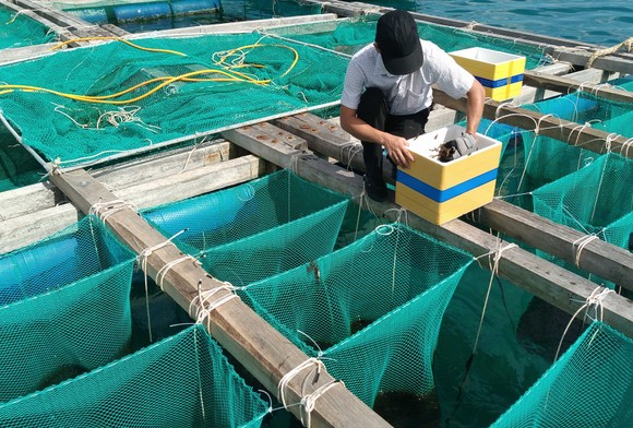 Nuôi thử nghiệm nhum sọ biển tại đảo Lý Sơn ảnh 1
