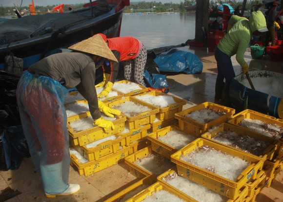 Sau bão số 6, ngư dân Quảng Ngãi tranh thủ đánh bắt ven bờ ảnh 4