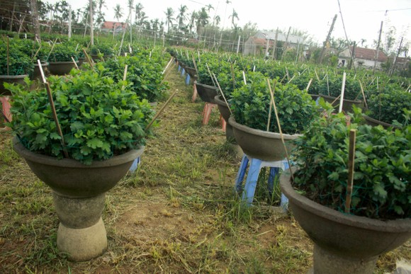 Chăm hoa tết sau bão lũ ảnh 5