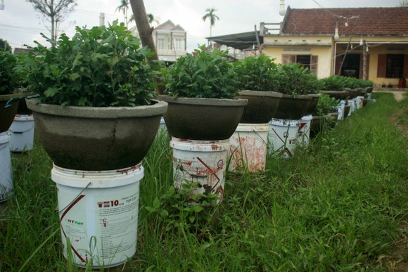 Chăm hoa tết sau bão lũ ảnh 4