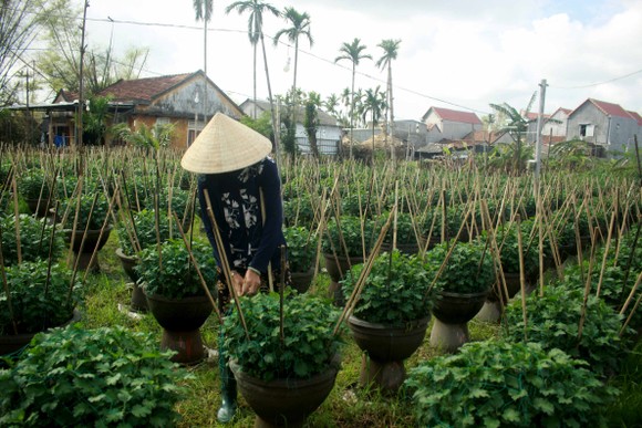 Chăm hoa tết sau bão lũ ảnh 7