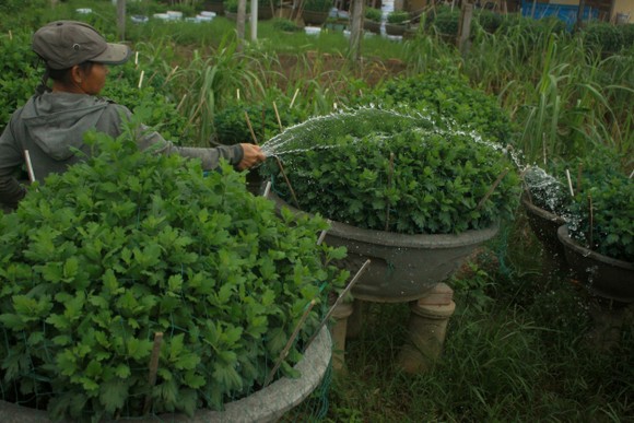 Chăm hoa tết sau bão lũ ảnh 9