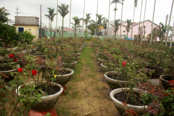 Chăm hoa tết sau bão lũ ảnh 10