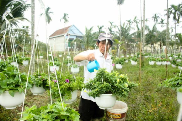Quảng Ngãi: Rực rỡ 5.000 chậu hoa ngoại nhập của lão nông ảnh 14