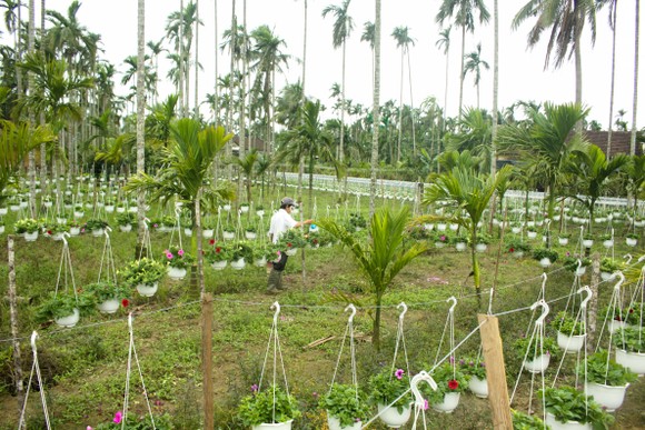 Quảng Ngãi: Rực rỡ 5.000 chậu hoa ngoại nhập của lão nông ảnh 16