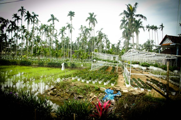 Quảng Ngãi: Rực rỡ 5.000 chậu hoa ngoại nhập của lão nông ảnh 19