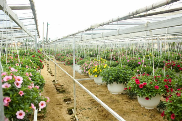 Quảng Ngãi: Rực rỡ 5.000 chậu hoa ngoại nhập của lão nông ảnh 3