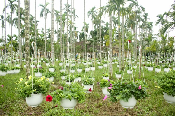 Quảng Ngãi: Rực rỡ 5.000 chậu hoa ngoại nhập của lão nông ảnh 9