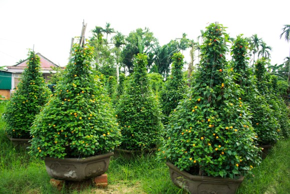 Nhà vườn Quảng Ngãi giảm sản lượng hoa tết: 'Đến giờ chưa thấy bạn hàng gọi điện' ảnh 14