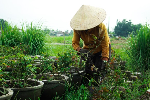 Nhà vườn Quảng Ngãi giảm sản lượng hoa tết: 'Đến giờ chưa thấy bạn hàng gọi điện' ảnh 8