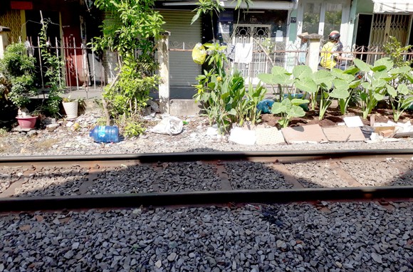 Trồng rau ở hành lang an toàn đường sắt ảnh 1