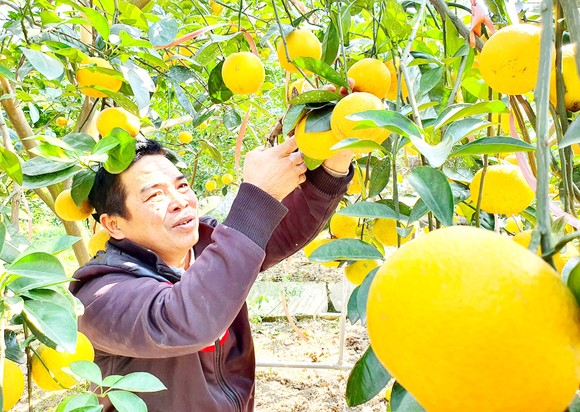 Cam Xã Đoài được giá vụ tết ảnh 1