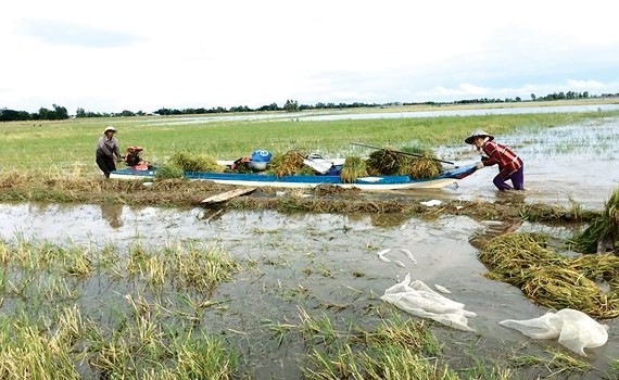 Mức sống của người dân ĐBSCL thấp hơn trung bình cả nước ảnh 2