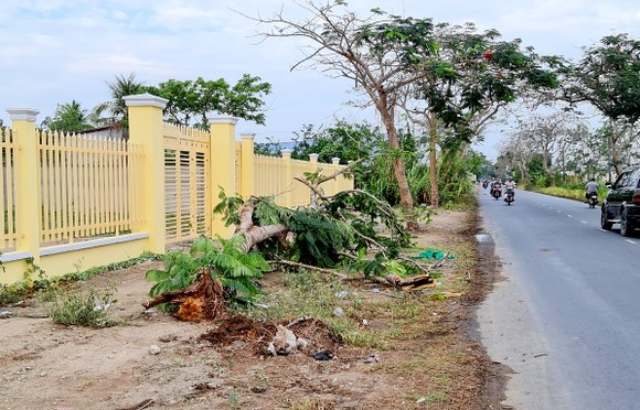 Cây phượng bật gốc đè chết nữ điều dưỡng ảnh 1