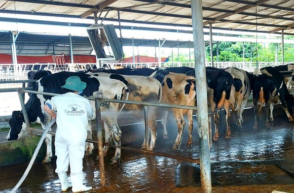 Xót xa cảnh nông dân nuôi bò sữa mang sữa đi đổ bỏ ảnh 2