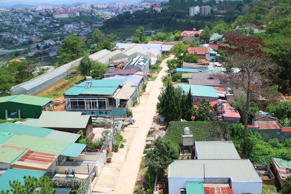 Hàng loạt cây thông ở Đà Lạt bị 'bức tử' trong khu dân cư ảnh 3