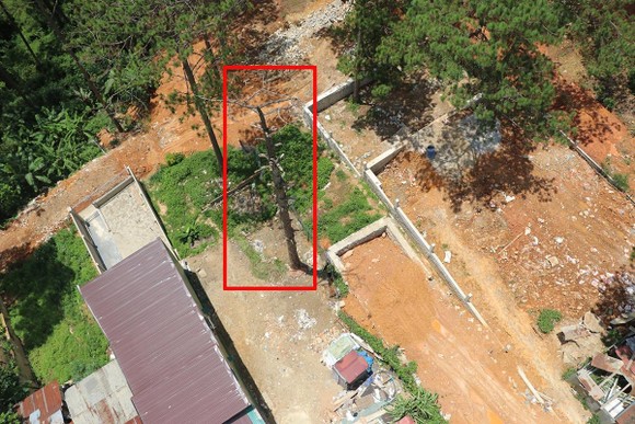 Hàng loạt cây thông ở Đà Lạt bị 'bức tử' trong khu dân cư ảnh 7