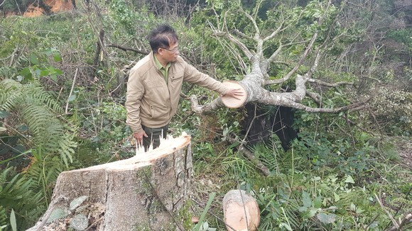Bắt 11 đối tượng đem cưa máy phá rừng phòng hộ ở Đà Lạt ảnh 3