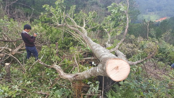 Bắt 11 đối tượng đem cưa máy phá rừng phòng hộ ở Đà Lạt ảnh 4
