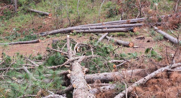Ngang nhiên 'đầu độc' gần 1.000m² thông, chỉ bị phạt 11 triệu đồng ảnh 2