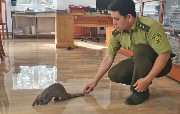 Khen thưởng người mua thú hoang giao nộp kiểm lâm ảnh 2