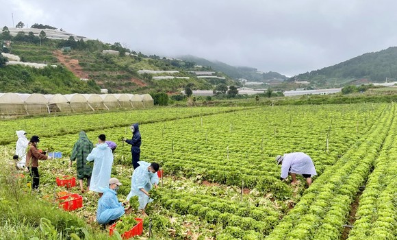 Thêm nhiều xe rau, củ từ Lâm Đồng hỗ trợ vùng dịch ở TPHCM và Phú Yên ảnh 1