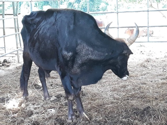Bàn giao đàn bò tót lai F1 cho tỉnh Ninh Thuận ảnh 3
