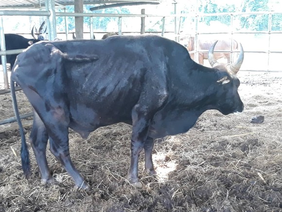 Bàn giao đàn bò tót lai F1 cho tỉnh Ninh Thuận ảnh 4