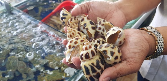 Khách 'tố' nhà hàng tính giá ốc hương 1,8 triệu đồng/kg ảnh 3