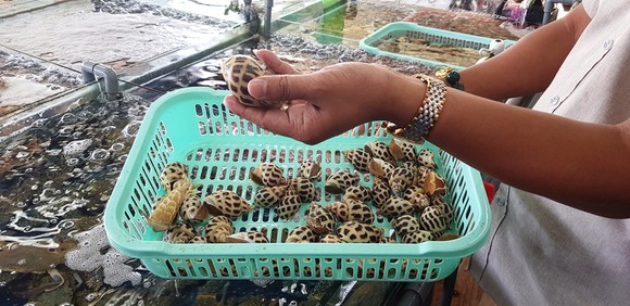 Tạm thời đóng cửa nhà hàng bán ốc hương giá 1,8 triệu đồng/kg ảnh 3
