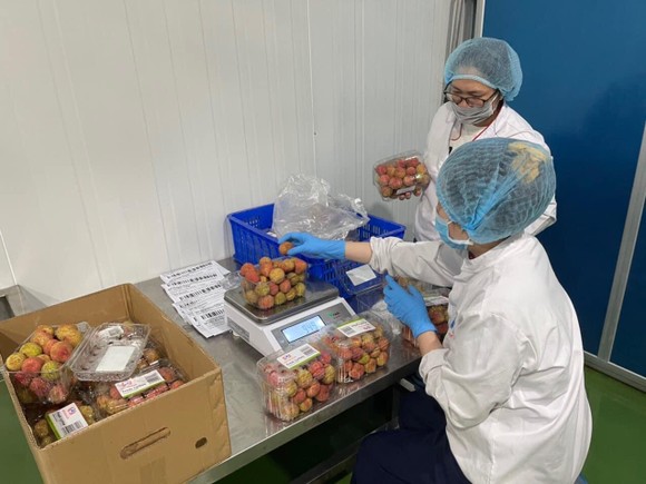 Người tiêu dùng ở TPHCM có thể mua vải Thanh Hà qua 'sàn' ảnh 1