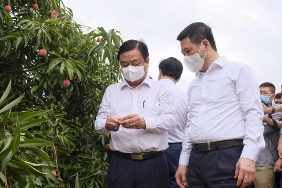 Vải thiều Việt Nam bán giá 105.000-120.000 đồng/kg tại Singapore ảnh 2