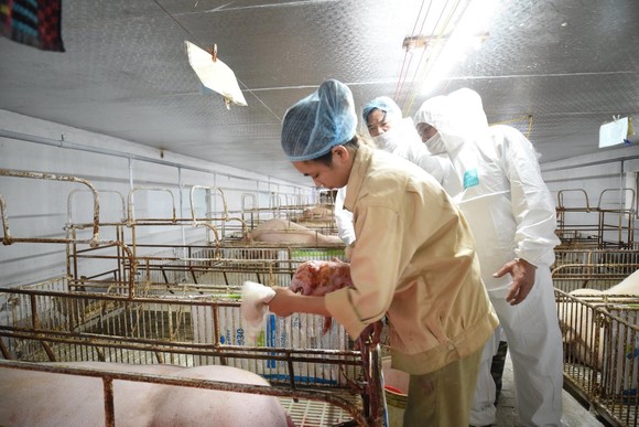 Tìm ra kháng thể trong đàn heo nhiễm bệnh dịch tả heo châu Phi ảnh 2