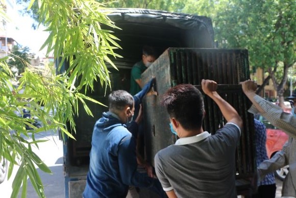 Cứu hộ 4 con gấu cuối cùng tại Rạp xiếc Trung ương ảnh 5