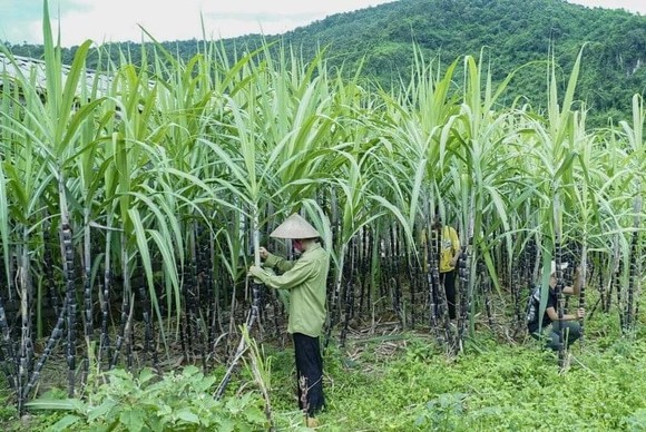 Đường Thái Lan bị đánh thuế 47,64% ảnh 1