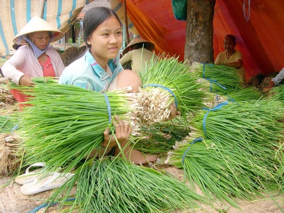 Đề nghị nhân rộng mô hình "tổ công tác" về nông sản tại miền Nam ảnh 1