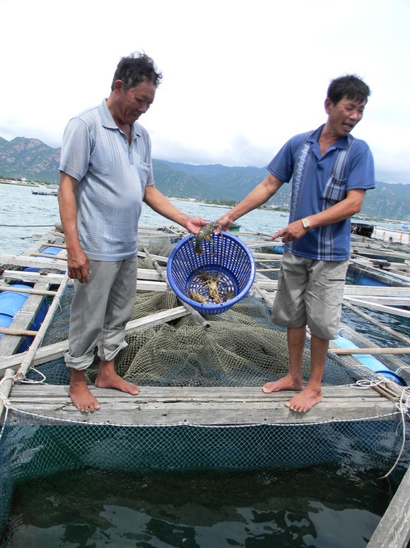 Cá nuôi lồng bè lại chết hàng loạt ảnh 2