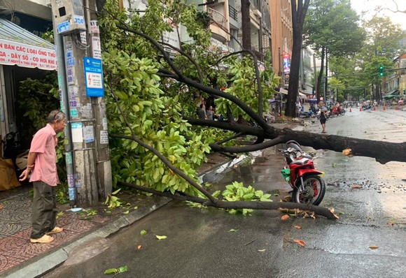 Nơm nớp nỗi lo cây xanh gãy đổ ảnh 1