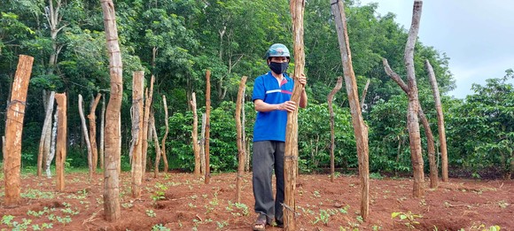 Phát triển bền vững cây tiêu - Bài 1: Quy hoạch 50.000ha, thực tế 130.000ha ảnh 1
