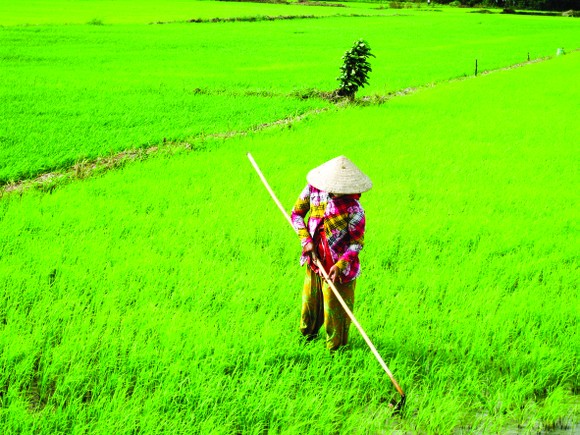 Nhanh chóng ổn định sản xuất nông nghiệp ảnh 1