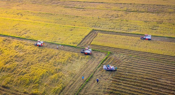 Tính toán giảm thâm canh lúa gạo ở ĐBSCL ảnh 1
