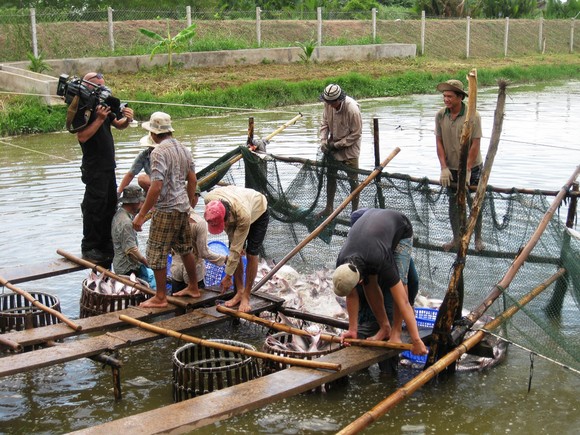 Đồng Tháp khôi phục sản xuất, phát triển kinh tế ảnh 1
