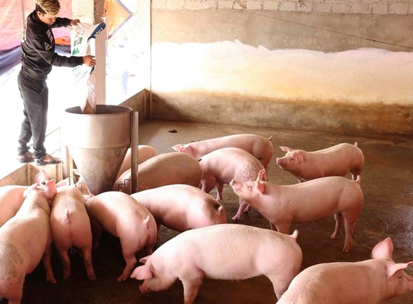Người dân nhiều quận huyện ở Hà Nội sẽ không được nuôi gia súc, gia cầm ảnh 1