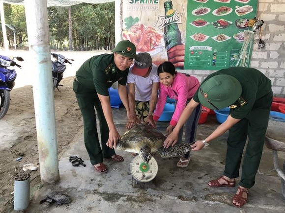 Thả rùa quý hiếm về biển Chân Mây ảnh 1