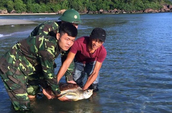 Thả cá thể Vích nằm trong sách đỏ về lại với biển ảnh 1