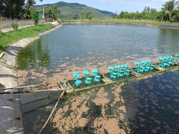 Tôm chết hàng loạt chưa rõ nguyên nhân tại Hà Tĩnh ảnh 2