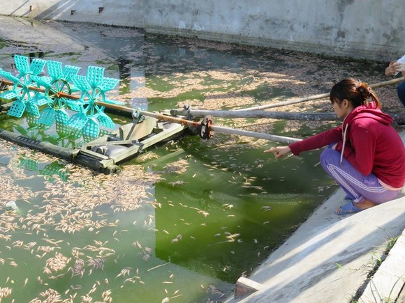 Tôm chết hàng loạt chưa rõ nguyên nhân tại Hà Tĩnh ảnh 1